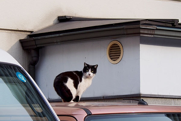 屋根に飛乗る寸前