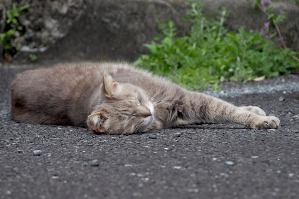 寝てるグリに接近