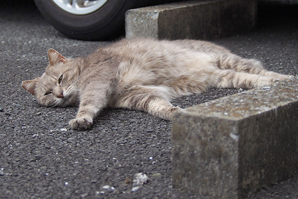 目を開けたグリ