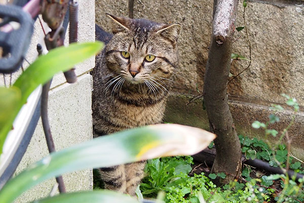 再び顔を出すキジトラさん