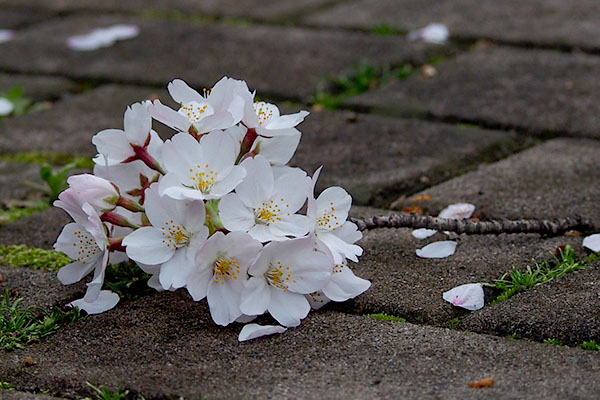 fall sakura branch