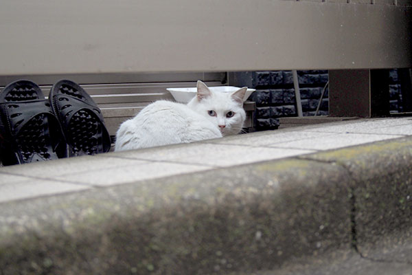 松邸のベランダで食べてたリリ