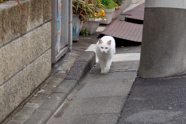 お隣りへ戻るリリ