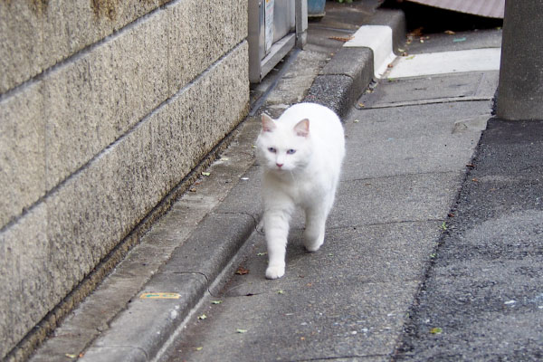 移動中は緊張しているリリ