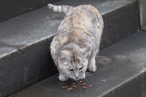 食べながらギロリ銀