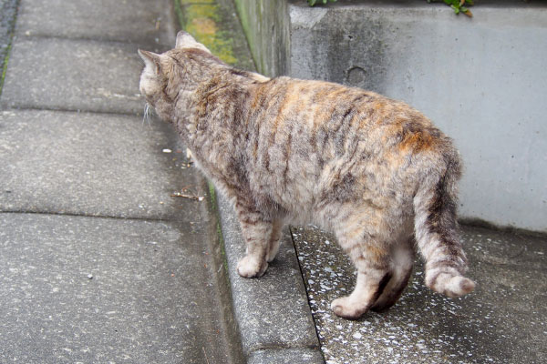 立ち止まる銀