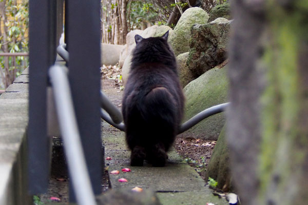 ハリマちゃん短足