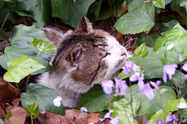 伸びをしているようです