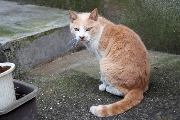 ブランは少し痩せた