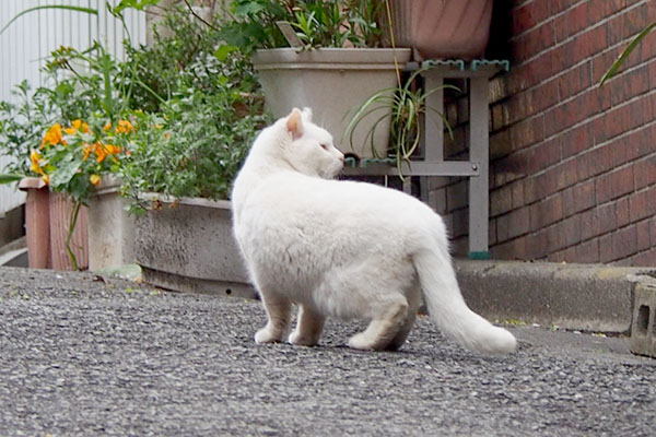 ちょっと振り返るしろまる君