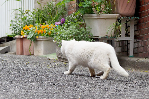 出発にゃ