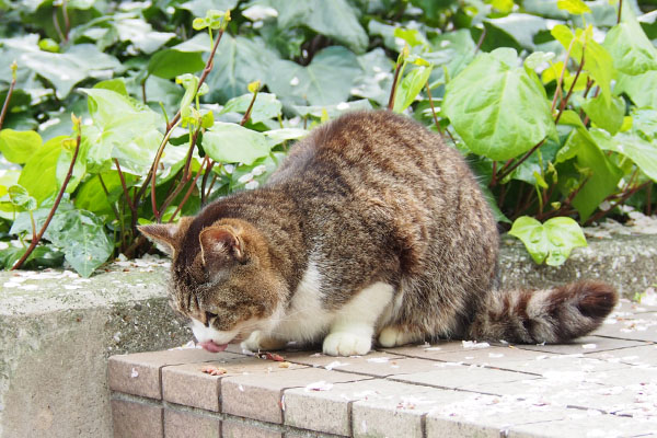 マリィにゃんぺろん