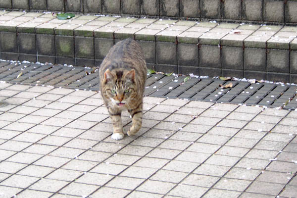 追いかけて来たフォックス