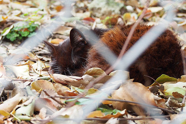 黒猫風のカラ