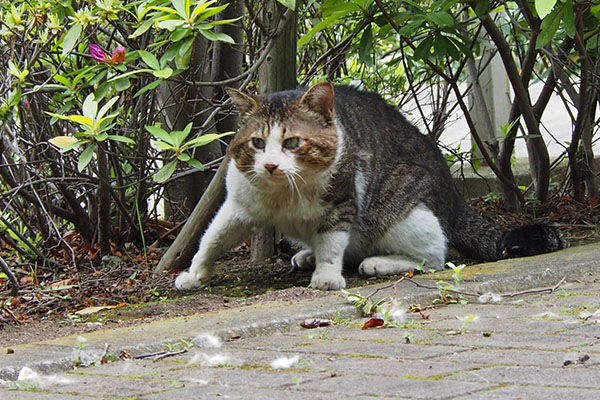 ビビリのくせにケンカするデン