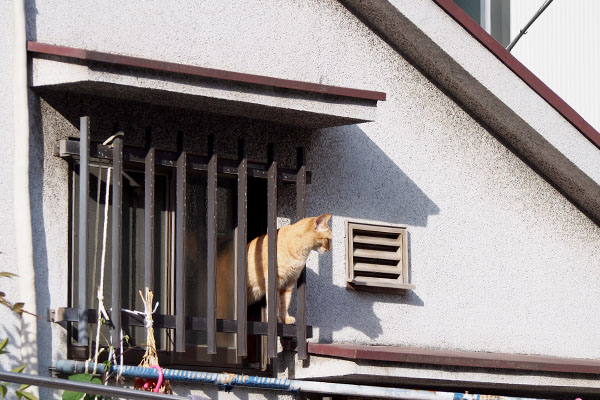 遠くからソラ発見