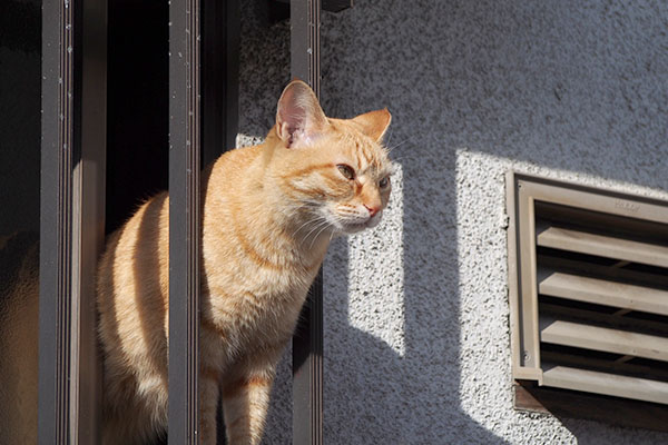 寂しげなソラ