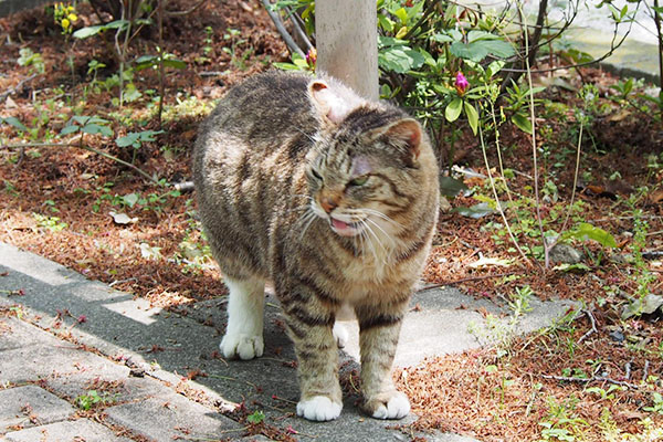 マコちゃんにお返事しているフォックス