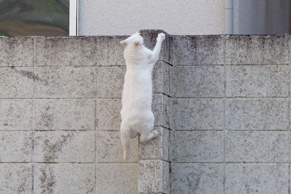 よじ登るシュニ