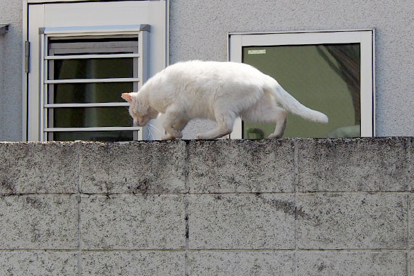 どこかへ向かうシュニ