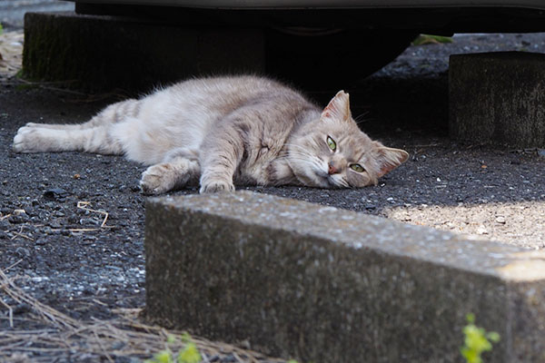 シュニを見てたグリ