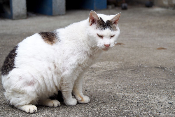 ナイスガイのリボン君