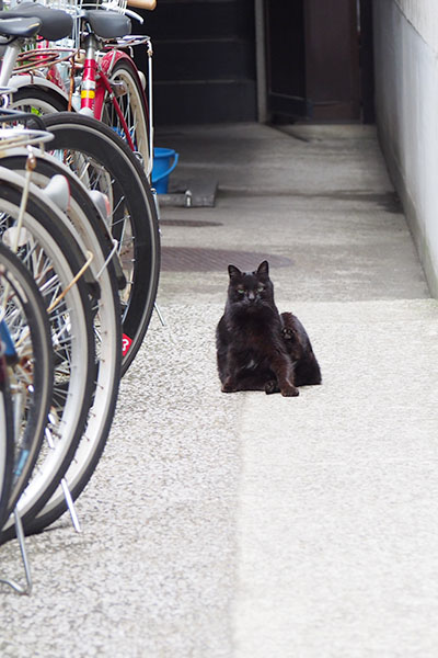 自転車置き場のくろ太