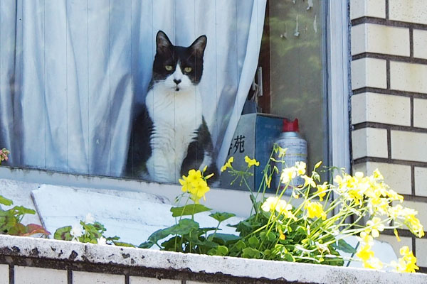 カメラ目線のお2階にゃんこ