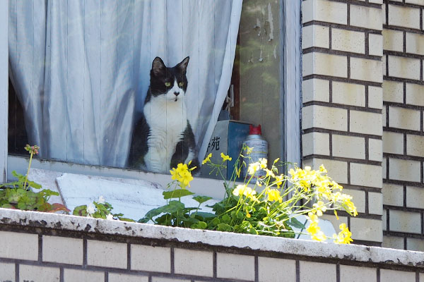 テルマを見ているお2階にゃんこ