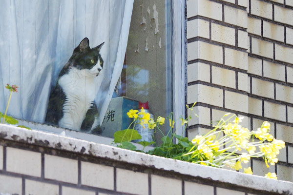 遠くを見るお2階にゃんこ