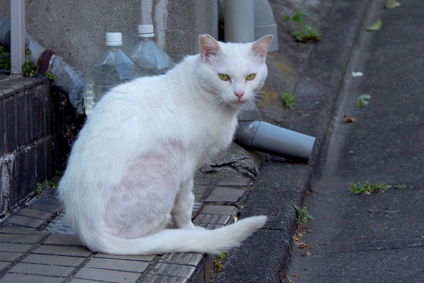 カメラ目線チロル