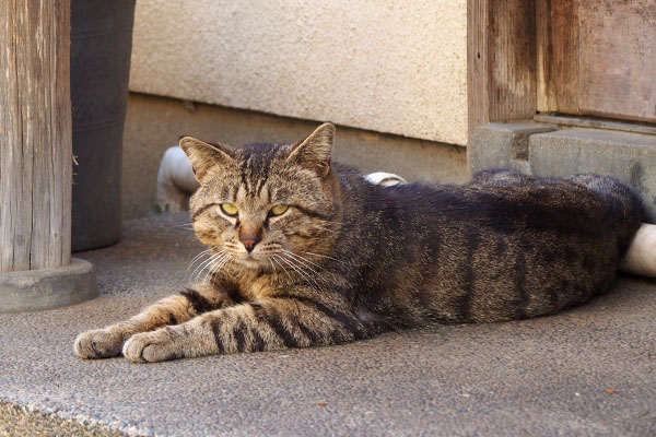 にゃんですの