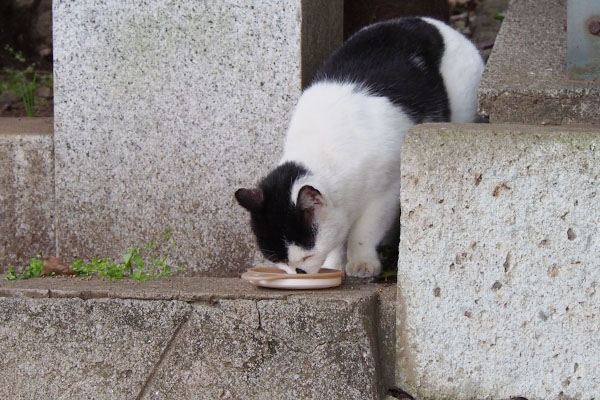 食べるムーン