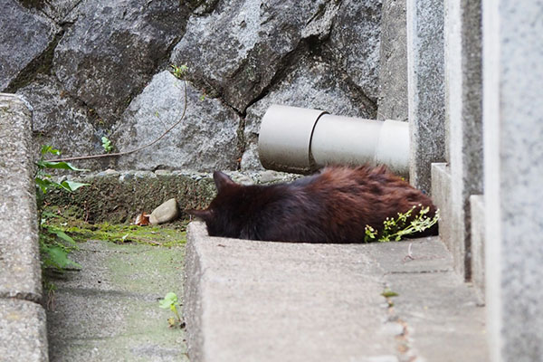 カラが寝ていた