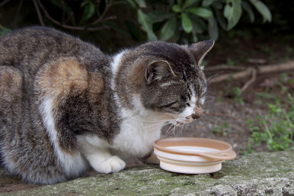 食べる雫