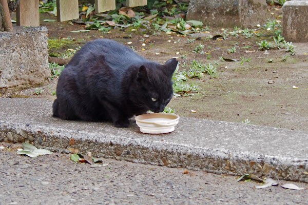 食べながらギロリなココ