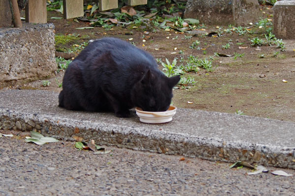 ココ食べる番がきました