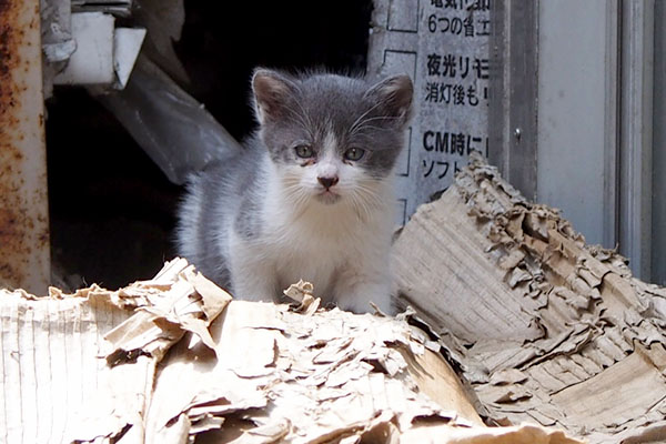 ひとりだけ出て来て様子見の仔猫