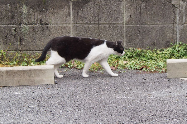 歩くニコル