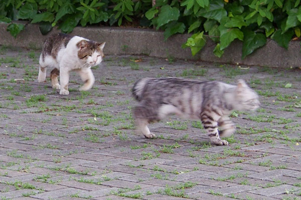 シルバ出て来たー