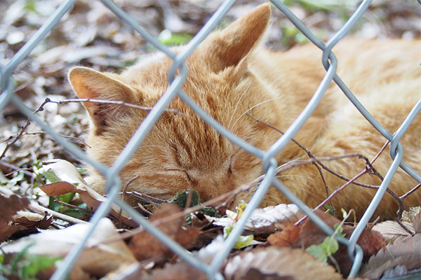 眠るナチャ