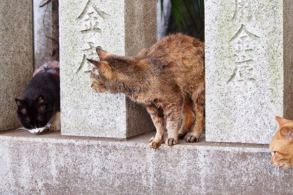 カラとルルと端にナチャの顔