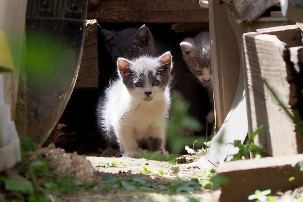 奥に3にゃん目が見えた