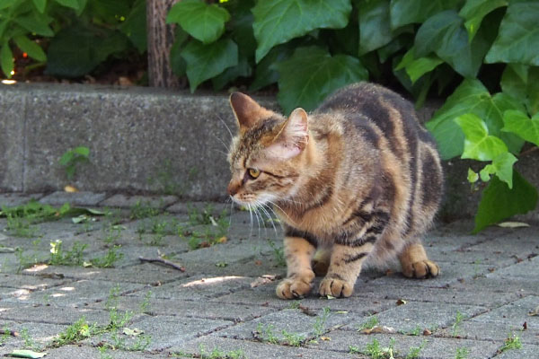 食べるの早いクラタン