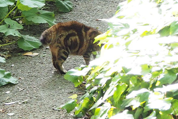 ぐるぐるの上の方が逆立つ