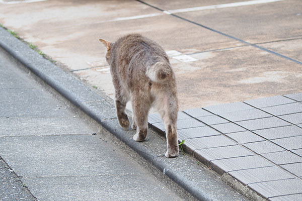 お昼寝に向かうグリ