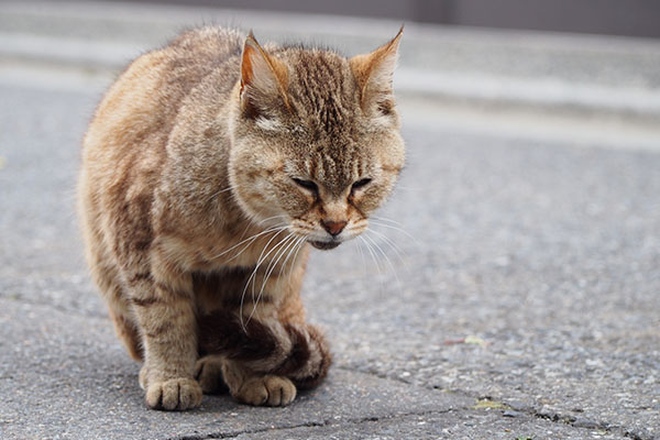 むぎ