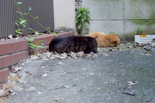 並んで寝る猫ふたっつ