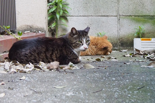 視線をはずすキャロル