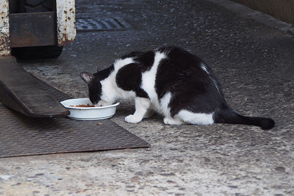 食べてるニコル